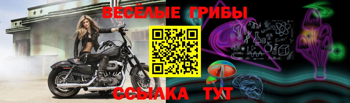 Галлюциногенные грибы Psilocybine cubensis Нальчик